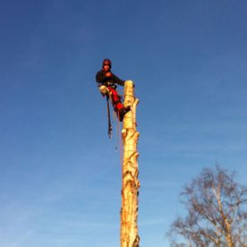 SP Baumpflege - arbeiten auf Baum